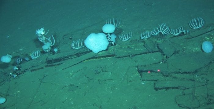 Una necropoli delle balene che ha oltre 5 milioni di anni 