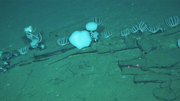 Una necropoli delle balene che ha oltre 5 milioni di anni 