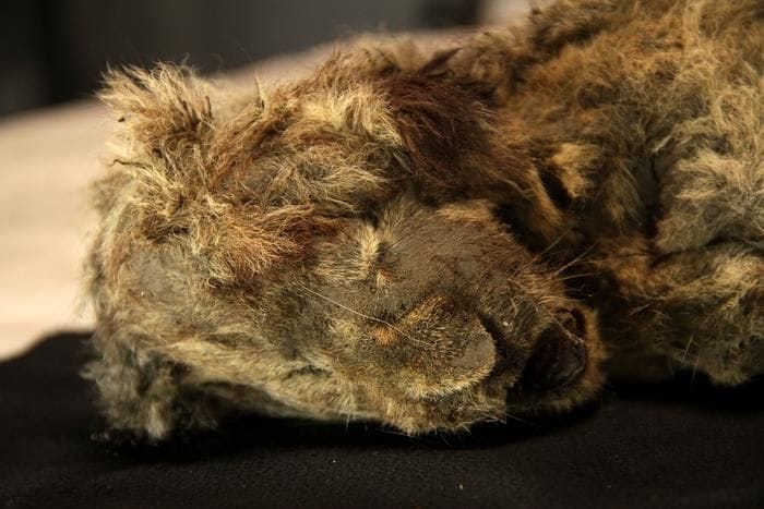 Il Dna antico racconta l'evoluzione dei leoni delle caverne