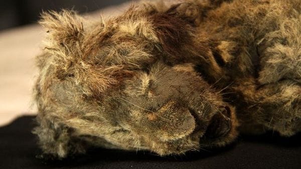 Il Dna antico racconta l'evoluzione dei leoni delle caverne
