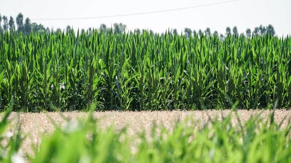 Crisi idrica, in Lombardia manca il 26% d’acqua. «Dal 21 giugno erogazioni ridotte»