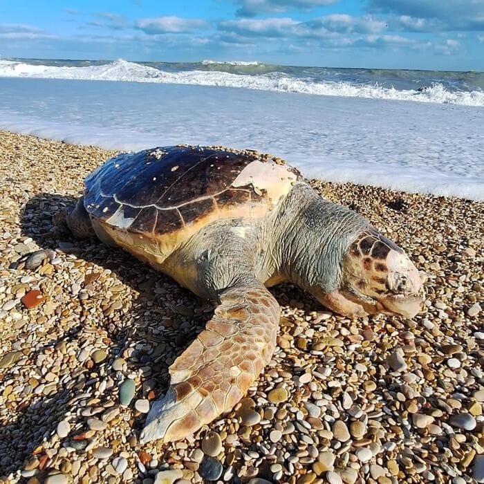 l'Italian Turtle Day, Plastic Free libera le tartarughe