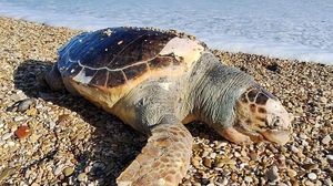 l'Italian Turtle Day, Plastic Free libera le tartarughe