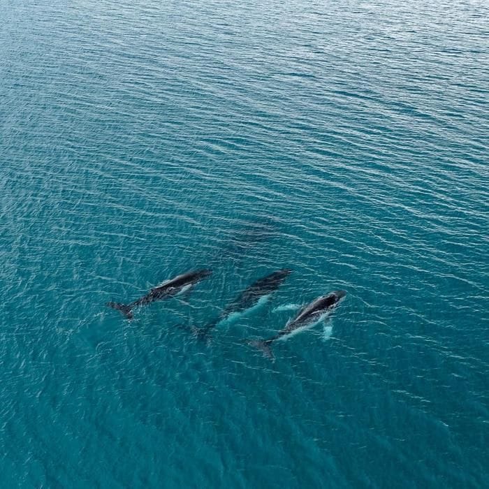 Viaggi record per due megattere, oltre 14.000 km tra Australia e Brasile