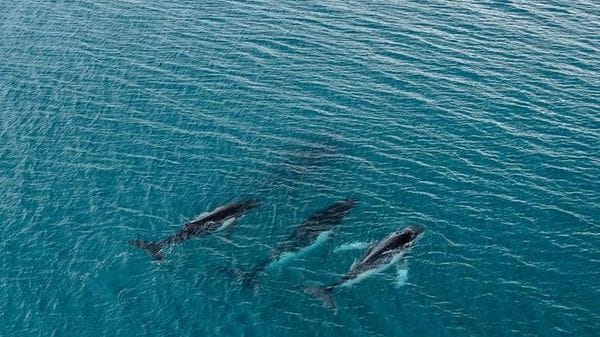 Viaggi record per due megattere, oltre 14.000 km tra Australia e Brasile