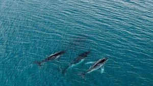 Viaggi record per due megattere, oltre 14.000 km tra Australia e Brasile