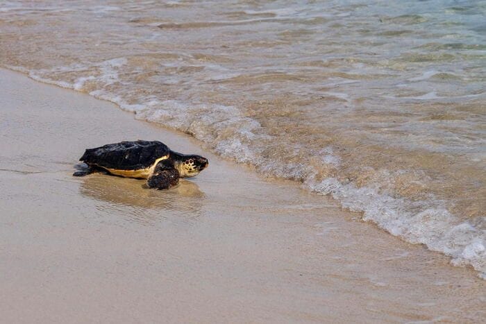 Italian Turtle Day, otto tartarughe marine già tornate in libertà