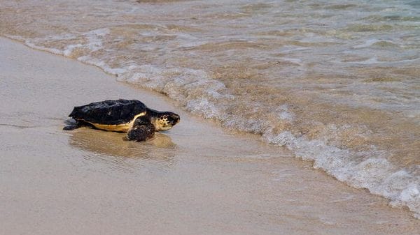Italian Turtle Day, otto tartarughe marine già tornate in libertà