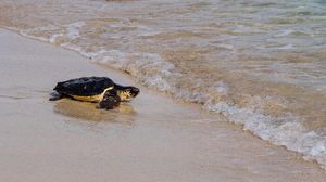 Italian Turtle Day, otto tartarughe marine già tornate in libertà