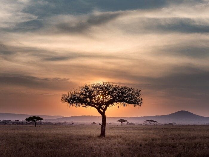 Meno alberi e più gas serra, l'impatto delle multinazionali in Africa