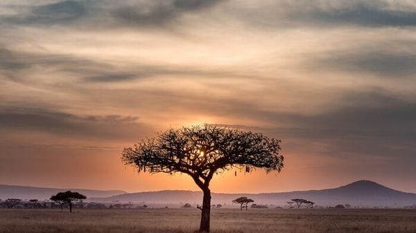 Meno alberi e più gas serra, l'impatto delle multinazionali in Africa