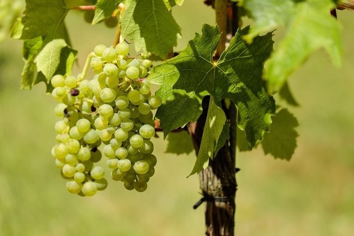 Le origini del vino raccontate dal Dna di semi trovati in Toscana