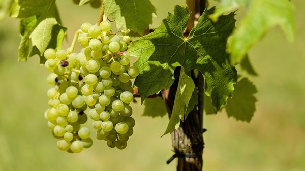 Le origini del vino raccontate dal Dna di semi trovati in Toscana