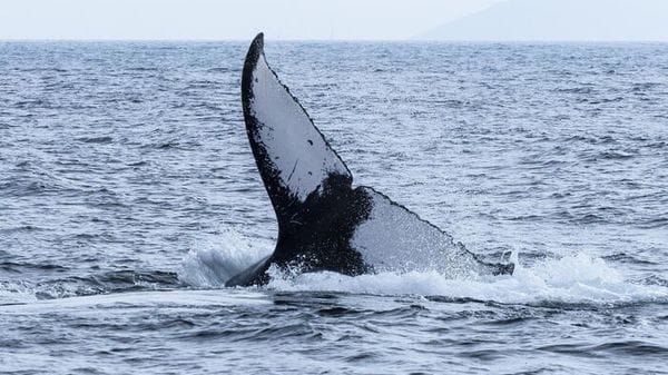 Le balene viaggiano 14 mila km tra Australia e Brasile