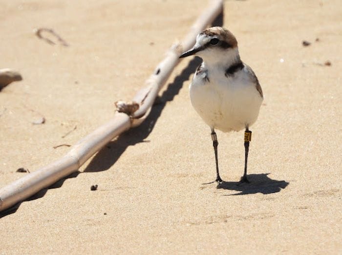 Una 'carta d'identità' per i Fratini delle dune molisane con progetto Ispra