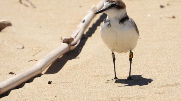 Una 'carta d'identità' per i Fratini delle dune molisane con progetto Ispra