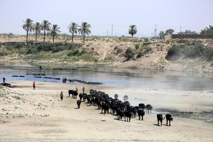 Giornata contro la desertificazione, il tema è la tutela dei pascoli