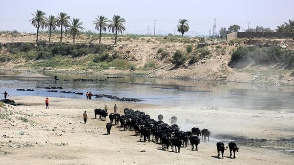 Giornata contro la desertificazione, il tema è la tutela dei pascoli