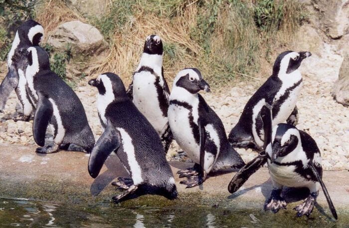 I pinguini 'vedono' i suoni, capacità utile per vivere nelle colonie