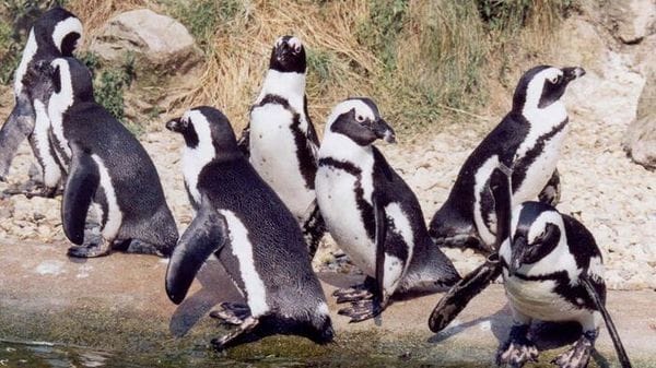 I pinguini 'vedono' i suoni, capacità utile per vivere nelle colonie