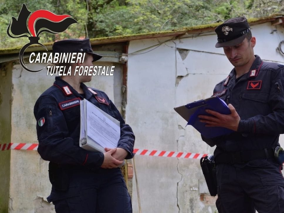 Albero monumentale potato senza autorizzazione: 5mila euro di multa