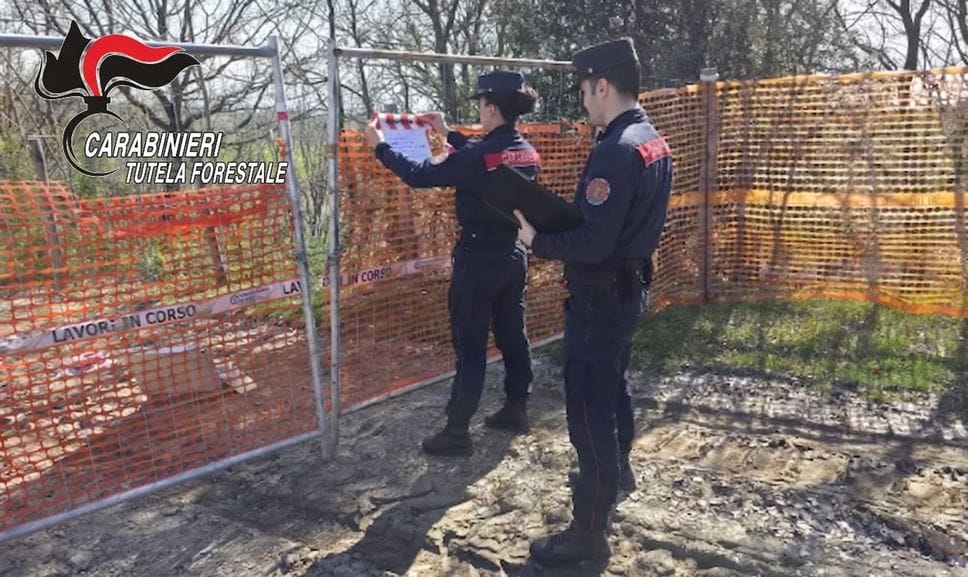 Albero monumentale potato senza autorizzazione: 5mila euro di multa