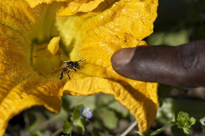 Pesticidi, ricerca internazionale mette in guardia su semplificazione Ue