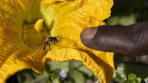 Pesticidi, ricerca internazionale mette in guardia su semplificazione Ue
