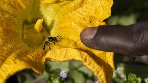 Pesticidi, ricerca internazionale mette in guardia su semplificazione Ue