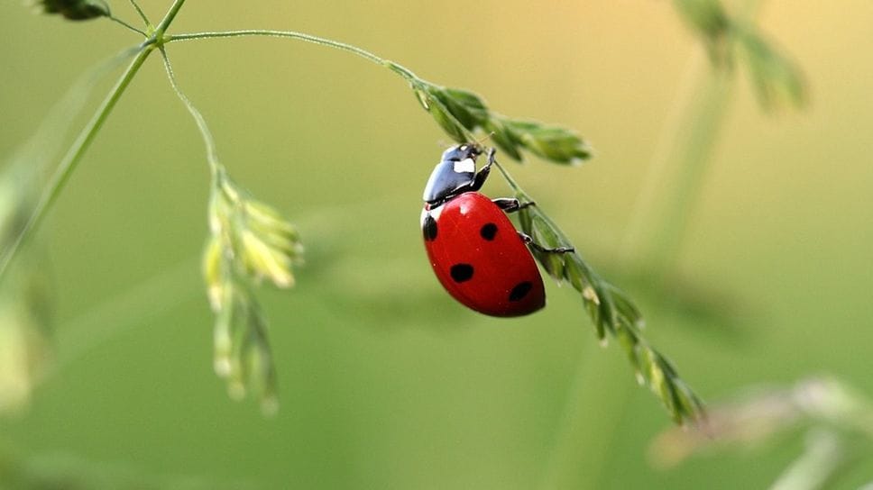 Treviglio arruola 3.700 coccinelle per la lotta alla cocciniglia asiatica