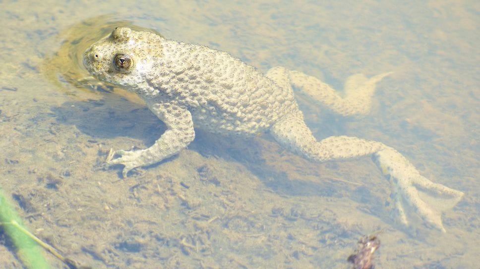 Gli ululoni in pericolo protetti al Parco dei Colli
