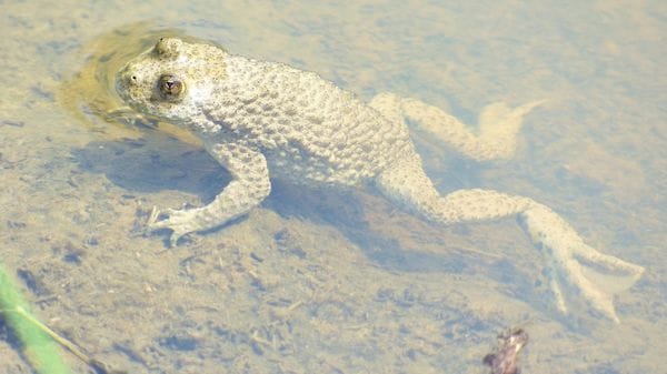 Gli ululoni in pericolo protetti al Parco dei Colli
