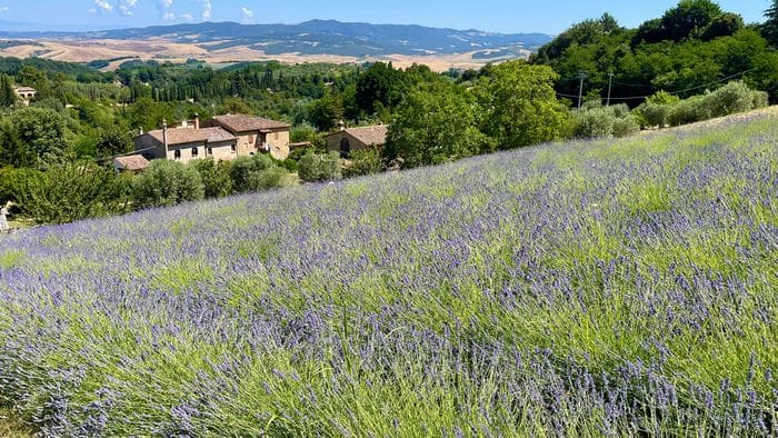 «Lavanda...»