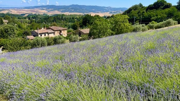 «Lavanda...»