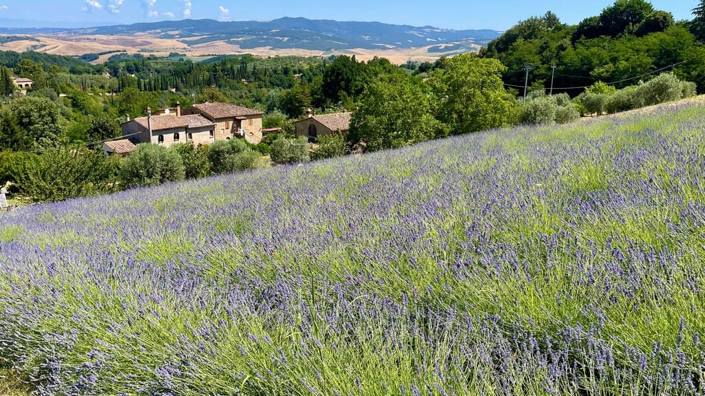 «Lavanda...»