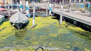 Caldo fino a 35 gradi. E al lago le alghe arrivano in largo anticipo
