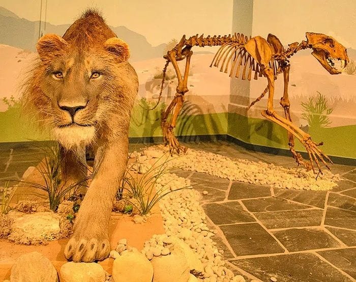 Così un leone delle caverne guarì da un frattura 190mila anni fa