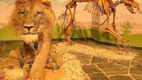 Così un leone delle caverne guarì da una frattura 190mila anni fa