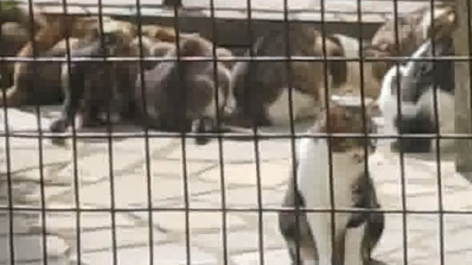Venti gatti trovati morti a Berbenno: si sospetta l’avvelenamento