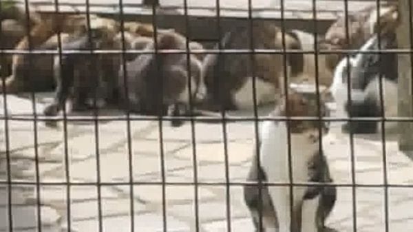 Venti gatti trovati morti a Berbenno: si sospetta l’avvelenamento