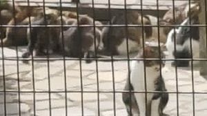 Venti gatti trovati morti a Berbenno: si sospetta l’avvelenamento