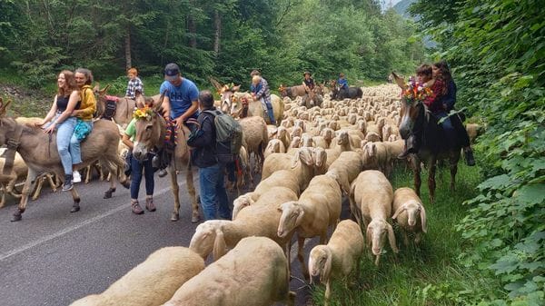 Transumanza: le tradizioni rivivono a Valcanale
