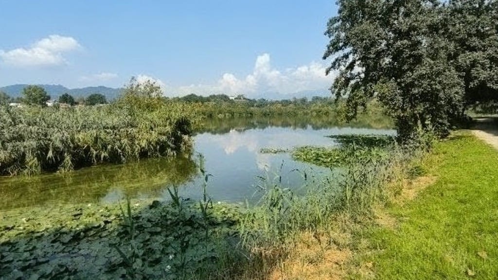 La quiete del Lago di Sartirana