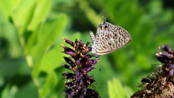 «Farfalla zebra... »