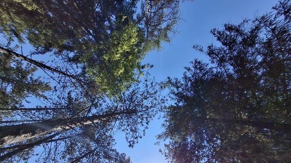 Sguardo verso il cielo