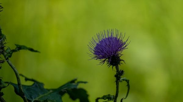 I colori del cardo