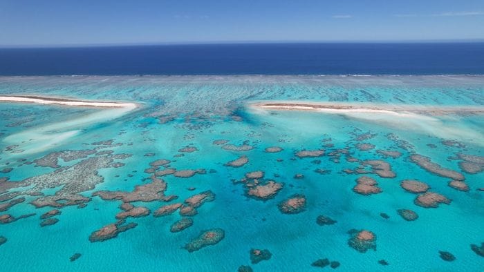 I coralli neonati possono viaggiare anche per 100 chilometri 