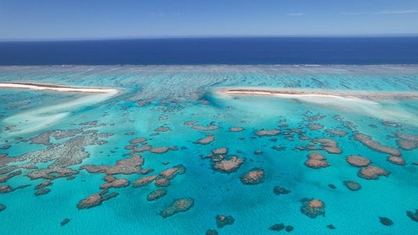 I coralli neonati possono viaggiare anche per 100 chilometri 