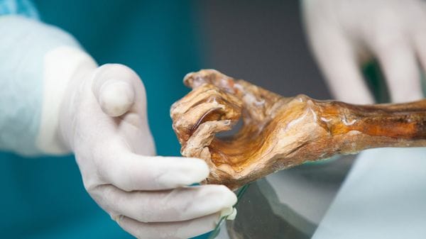 Ötzi, svelato il microbioma di 5mila anni fa