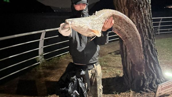 Siluri «mostruosi» a riva «Si mangiano tutto loro»